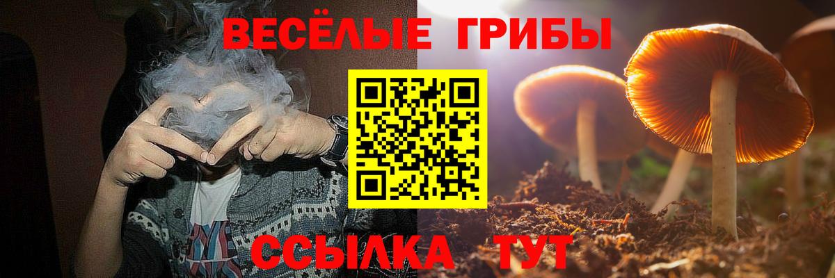 Галлюциногенные грибы Psilocybe Мичуринск